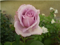 d55a5cfa-Picture 4749.jpg